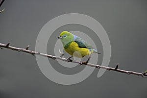 Blue-naped chloraphonia, Chlorophonia cyanea