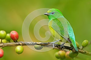 Blue-naped Chlorophonia, Chlorophonia cyanea, exotic tropic green song bird form Colombia