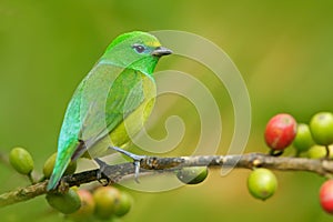 Blue-naped Chlorophonia, Chlorophonia cyanea, exotic tropic green song bird form Colombia