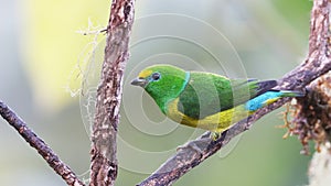Blue-naped chlorophonia, colorful tropical bird of Colombia