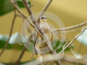 A blue naped Mousebird sitting on a branch