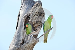 Blue-naped parrot in Borneo island, Malaysia