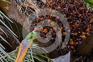 Blue-naped parrot eating palm tree fruit