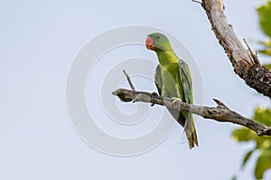 Blue-naped parrot perched on the tree branch