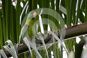 Blue-naped parrot perched on the tree branch