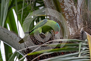 Blue-naped parrot perched on the tree branch