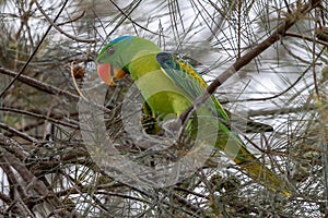 Blue-naped parrot perched on the tree branch