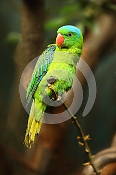 The blue-naped parrot Tanygnathus lucionensis, also the blue-crowned green parrot, Luzon parrot, the Philippine green parrot or
