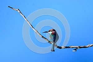 Blue necked bee eater perched on dry branches