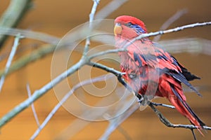 Blue-necked lory