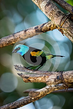 Blue necked Tanager or Tangara bird perched on a tree branch.