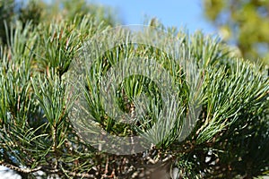 Blue-needled Japanise White Pine photo