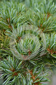 Blue-needled Japanise White Pine photo