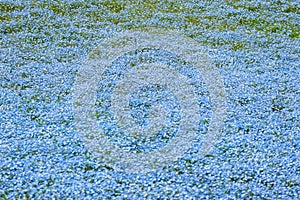 Blue nemophila flowers land at hitachi seaside park on spring season.