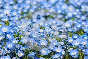 blue nemophila flowers land at hitachi seaside park on spring season.