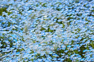 blue nemophila flowers land at hitachi seaside park on spring season.