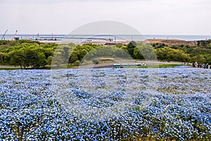 Blue Nemophila at Hitachi Seaside Park