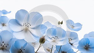 Blue Nemophila in isolated white background