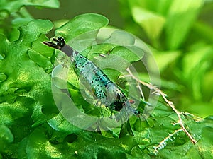 Blue Neocaridina on pelea moss