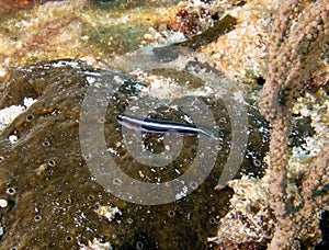 A Blue Neon Goby (Elacatinus oceanops) in Cozumel