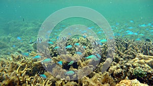 Blue neon and striped fish on the shallow reefs of Kadavu Island in Fiji