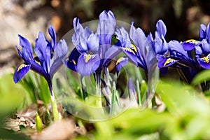 Blue netted iris in spring, also called Iris reticulata or zwerg iris