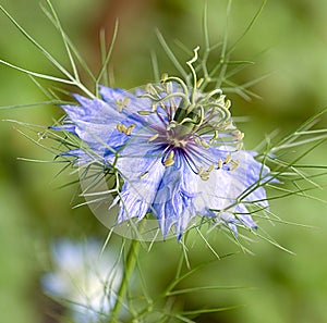 blue nigella