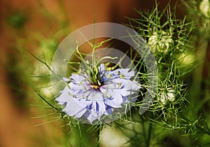 Blue Nigella Flower