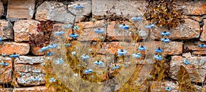 Azul flor contra piedra muro. otono 