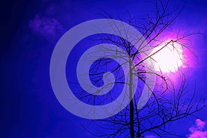 Blue night Halloween bird on the tree dead