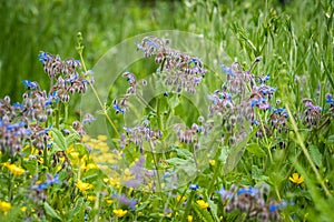 Blue nightshade family flower on a meadow