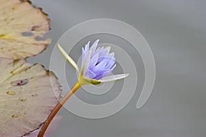 Blue Nile Water Lily