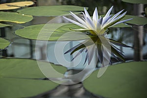 Blue Nile Waterlily (Nymphaea Caerulea)