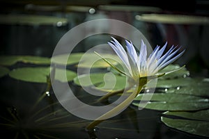 Blue Nile Waterlily (Nymphaea Caerulea) Flower