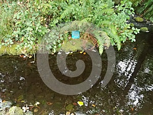 Blue no coins necessary to operate stream sign near stream