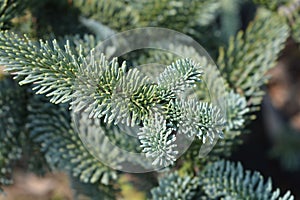 Blue Noble Fir