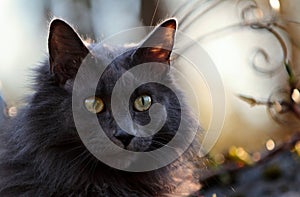 A blue norwegian forest cat female with yellow eyes