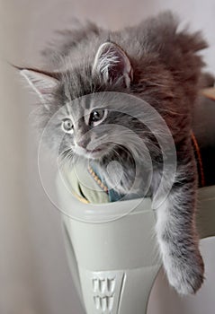 Blue norwegian forest cat kitten on a chair