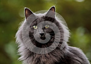 A blue norwegian forest cat with very alert expression