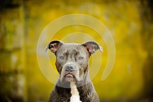 Blue Nose American Pit Bull Terrier