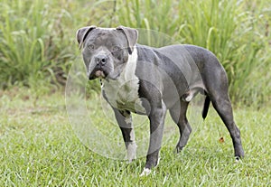 Blue nose American Pit Bull Terrier dog
