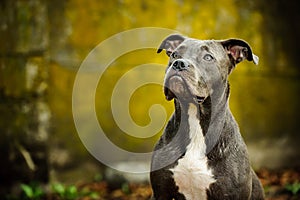 Blue Nose American Pit Bull Terrier dog