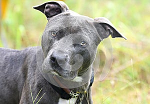 Blue nose American Pit Bull Terrier dog portrait outside on leash