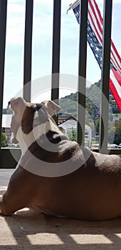 Blue nose pitbull portrait capture