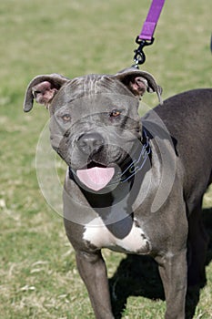 Blue Nose Pitbull smiling