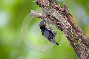 Blue Nuthatch - Sitta azurea perching on tree