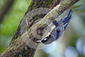blue nuthatch (Sitta azurea) on tree
