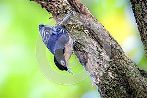blue nuthatch (Sitta azurea) on tree