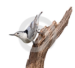 Blue Nuthatch