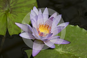 Blue nymphaea lotus close up in the pond